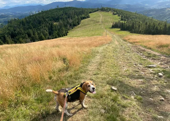 Dwie Lipy Wakacyjne * Zlatna